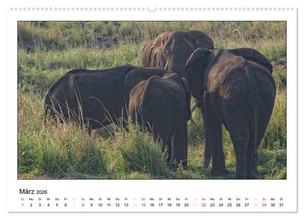 Produktbild: Afrikanische Elefanten (hochwertiger Premium Wandkalender 2026 DIN A2 quer), Kunstdruck in Hochglanz