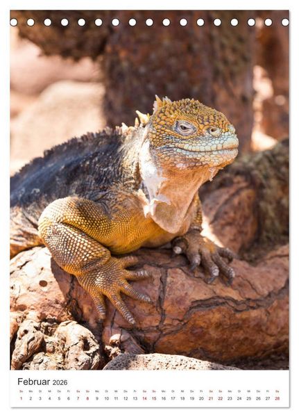 Produktbild: Galapagos - Atemberaubende Tierwelt (Tischkalender 2026 DIN A5 hoch), CALVENDO Monatskalender