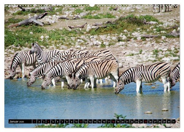 Produktbild: Zebras - Ungez&auml;hmte Kraft (Wandkalender 2026 DIN A2 quer), CALVENDO Monatskalender