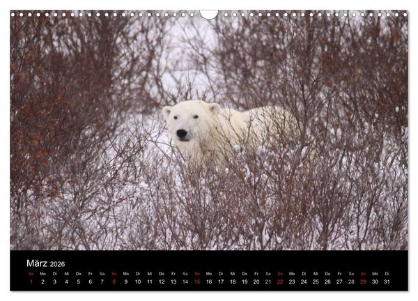 Produktbild: Arktische Tr&auml;ume - Eisb&auml;ren in Kanada (Wandkalender 2026 DIN A3 quer), CALVENDO Monatskalender