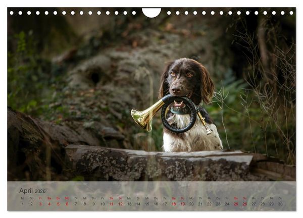 Produktbild: Der kleine M&uuml;nsterl&auml;nder (Wandkalender 2026 DIN A4 quer), CALVENDO Monatskalender