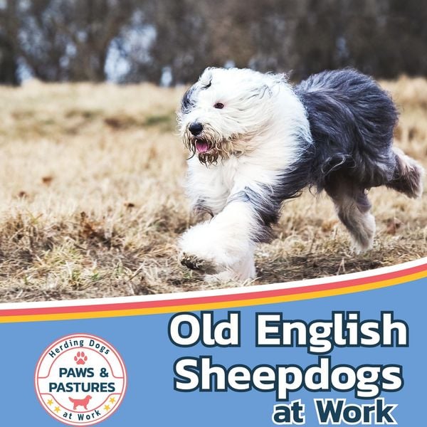 Produktbild: Old English Sheepdogs at Work