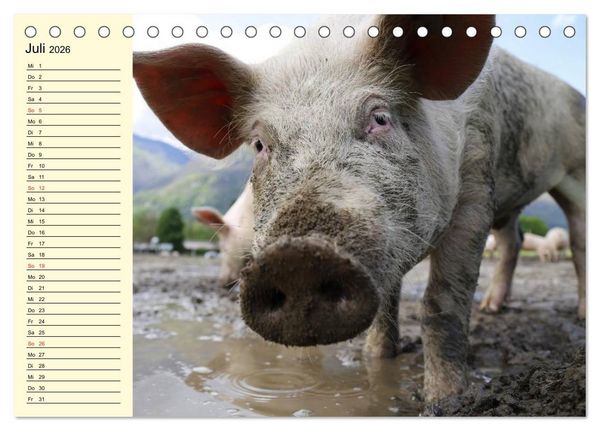 Produktbild: Von S&auml;uen die Schwein haben! (Tischkalender 2026 DIN A5 quer), CALVENDO Monatskalender