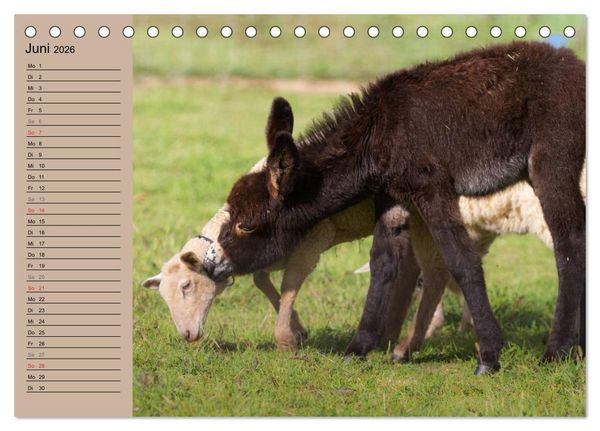 Produktbild: Das Esel-Paradies - Hunde und andere Feunde (Tischkalender 2026 DIN A5 quer), CALVENDO Monatskalender