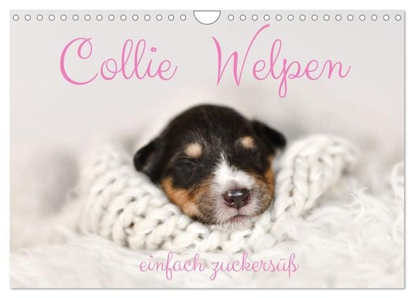 Produktbild: Collie Welpen einfach zuckers&uuml;&szlig; (Wandkalender 2026 DIN A4 quer), CALVENDO Monatskalender