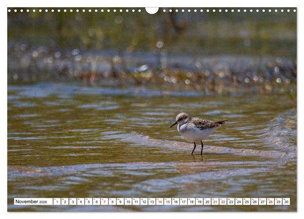 Produktbild: Vogelparadies Volvi-See (Wandkalender 2026 DIN A3 quer), CALVENDO Monatskalender