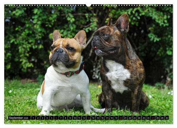 Produktbild: Franz&ouml;sische Bulldogge - Clown auf 4 Pfoten (Wandkalender 2026 DIN A2 quer), CALVENDO Monatskalender