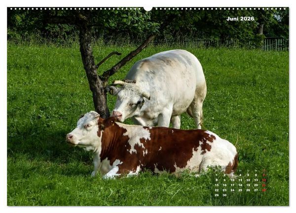 Produktbild: Impressionen aus Wangen im Allg&auml;u (Wandkalender 2026 DIN A2 quer), CALVENDO Monatskalender
