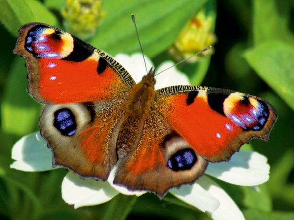 Produktbild: CALVENDO Puzzle Tagpfauenauge auf wei&szlig;er Bl&uuml;te | 1000 Teile Lege-Gr&ouml;&szlig;e 64x48cm Foto-Puzzle f&uuml;r gl&uuml;ckliche Stunden