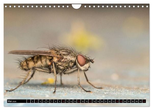 Produktbild: Kleine Wesen &ndash; Makroaufnahmen von einheimischen Insekten (Wandkalender 2026 DIN A4 quer), CALVENDO Monatskalender