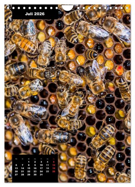 Produktbild: Bienen in ihrem geheimen Reich (Wandkalender 2026 DIN A4 hoch), CALVENDO Monatskalender