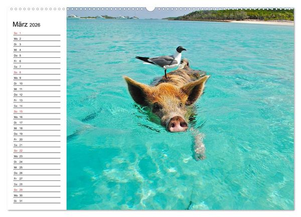 Produktbild: Schwimmende Schweine (hochwertiger Premium Wandkalender 2026 DIN A2 quer), Kunstdruck in Hochglanz