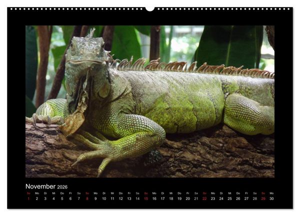 Produktbild: Faszinierende Reptilien (Wandkalender 2026 DIN A2 quer), CALVENDO Monatskalender