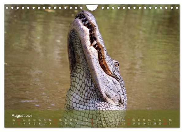 Produktbild: Alligatoren und Co. (Wandkalender 2026 DIN A4 quer), CALVENDO Monatskalender