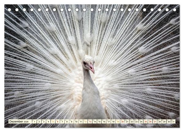 Produktbild: Sch&ouml;ner Pfau (Tischkalender 2026 DIN A5 quer), CALVENDO Monatskalender