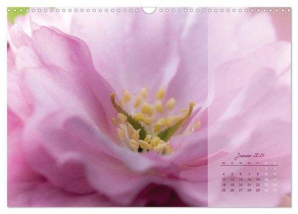 Produktbild: Pretty in Pink - Die Kirschbl&uuml;te (Wandkalender 2027 DIN A3 quer), CALVENDO Monatskalender