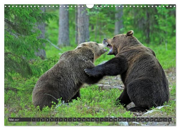 Produktbild: Magie des Augenblicks - B&auml;ren in nordischen W&auml;ldern (Wandkalender 2027 DIN A3 quer), CALVENDO Monatskalender
