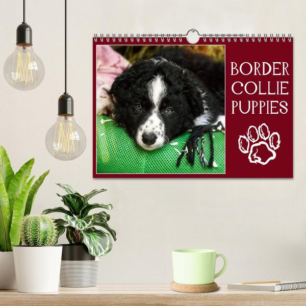 Produktbild: Border collie puppies (Calendrier mural 2026 DIN A4 vertical), CALVENDO calendrier mensuel