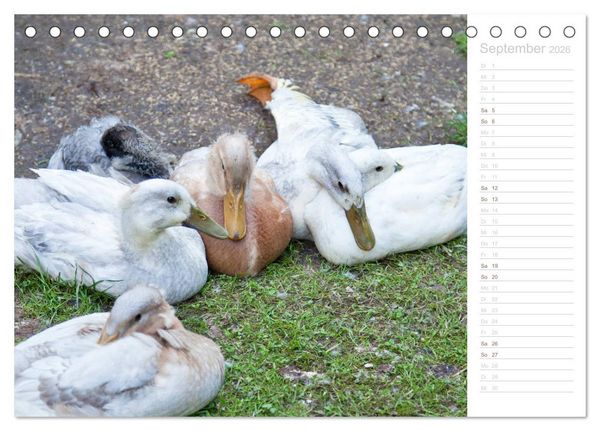 Produktbild: Laufenten - tierisch liebenswerte Zeitgenossen (Tischkalender 2026 DIN A5 quer), CALVENDO Monatskalender