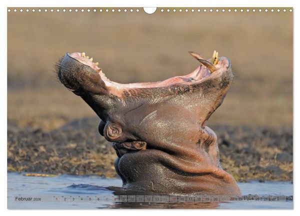 Produktbild: Flusspferde Magie des Augenblicks - Hippos in Afrika (Wandkalender 2026 DIN A3 quer), CALVENDO Monatskalender
