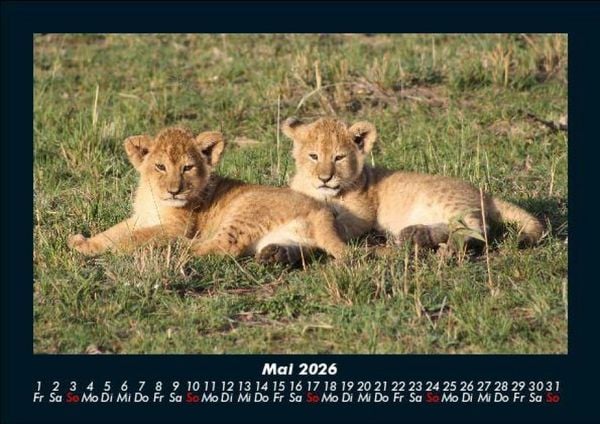 Produktbild: L&ouml;wen in der Wildnis 2026 Fotokalender DIN A5