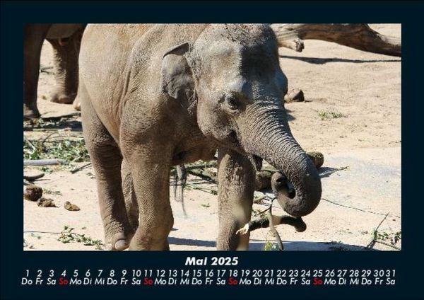 Produktbild: Der Elefantenkalender 2025 Fotokalender DIN A5