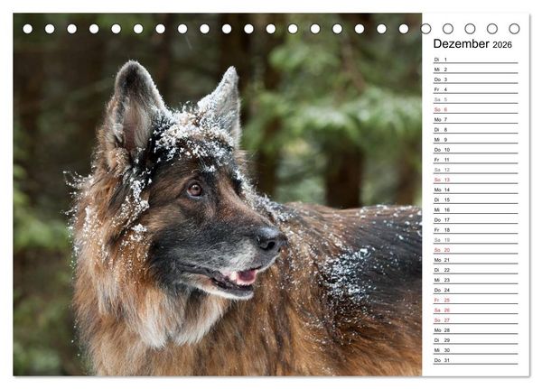 Produktbild: Zauberhafte Langhaar Sch&auml;ferhunde (Tischkalender 2026 DIN A5 quer), CALVENDO Monatskalender