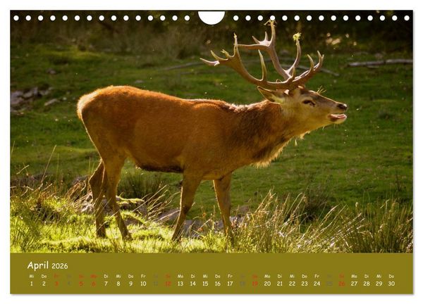 Produktbild: Begegnungen. DER HIRSCH (Wandkalender 2026 DIN A4 quer), CALVENDO Monatskalender