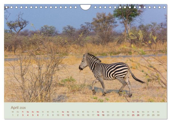 Produktbild: Zebras in Afrika (Wandkalender 2026 DIN A4 quer), CALVENDO Monatskalender