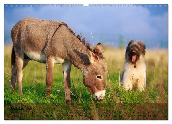 Produktbild: Little Donkey with Friends (High Quality Premium Wall Calendar 2026 DIN A2 landscape),CALVENDO 12 Month Wall Calendar