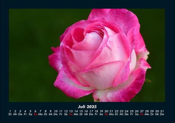 Produktbild: Rosentraum 2025 Fotokalender DIN A4