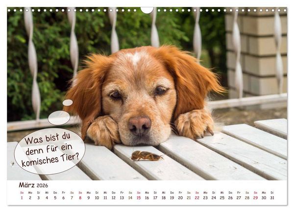 Produktbild: Frei Schnauze 2026. Was Hunde am liebsten sagen w&uuml;rden (Wandkalender 2026 DIN A3 quer), CALVENDO Monatskalender