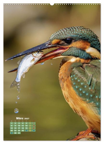 Produktbild: Bunte Eisv&ouml;gel (Wandkalender 2027 DIN A2 hoch), CALVENDO Monatskalender