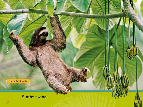Produktbild: NAT GEO READER - SWING SLOTH