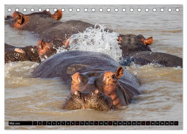 Produktbild: Hippos im s&uuml;dlichen Afrika (Tischkalender 2026 DIN A5 quer), CALVENDO Monatskalender