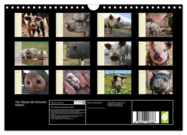 Produktbild: Von S&auml;uen die Schwein haben! (Wandkalender 2026 DIN A4 quer), CALVENDO Monatskalender