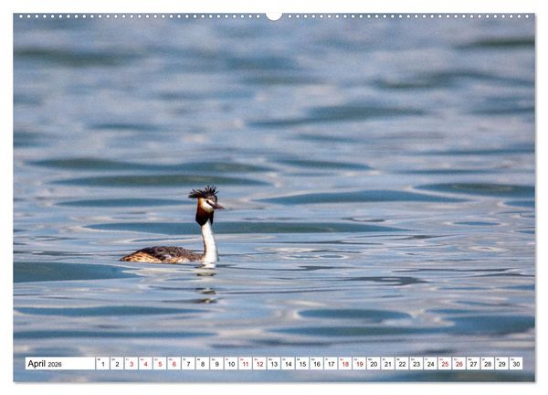 Produktbild: Vogelparadies Volvi-See (hochwertiger Premium Wandkalender 2026 DIN A2 quer), Kunstdruck in Hochglanz