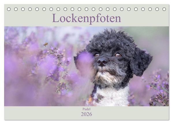Produktbild: Lockenpfoten 2026 (Tischkalender 2026 DIN A5 quer), CALVENDO Monatskalender