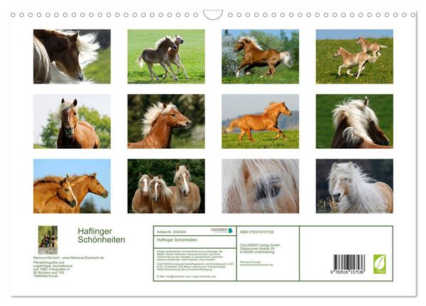 Produktbild: Haflinger Sch&ouml;nheiten (Wandkalender 2026 DIN A3 quer), CALVENDO Monatskalender