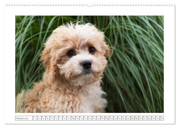 Produktbild: Maltipoo - Malteser -Pudel (Wandkalender 2026 DIN A2 quer), CALVENDO Monatskalender