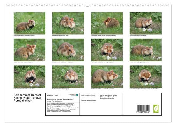 Produktbild: Feldhamster Herbert Kleine Pfoten, gro&szlig;e Pers&ouml;nlichkeit (hochwertiger Premium Wandkalender 2026 DIN A2 quer), Kunstdruck in Hochglanz