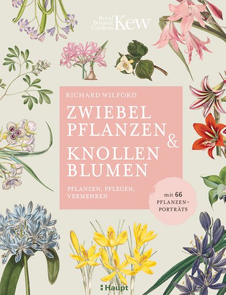 Zwiebelpflanzen & Knollenblumen, Gebundene Ausgabe von Richard Wilford, Haupt Verlag, 9783258081939
