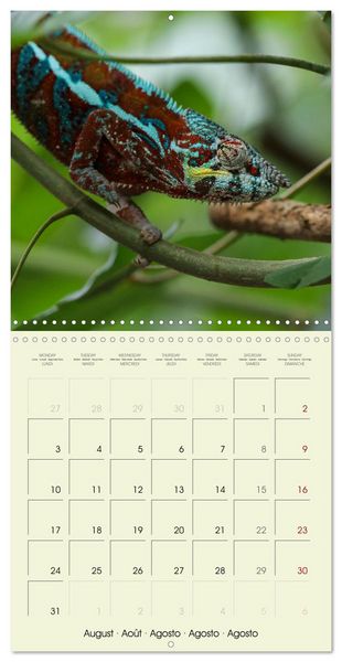 Produktbild: Les merveilles du monde les reptiles (Calendrier mural carr&eacute; 2026 30x30 cm) Calendrier double avec une page pour vos prises de notes