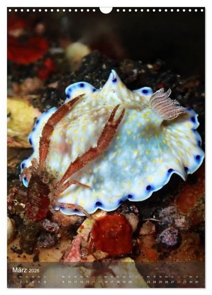 Produktbild: Nudibranches Meeresnacktschnecken aus Nord-Sulawesi (Wandkalender 2026 DIN A3 hoch), CALVENDO Monatskalender
