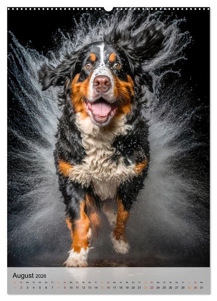 Produktbild: Berner Sennenhund - gutm&uuml;tig und treu (hochwertiger Premium Wandkalender 2026 DIN A2 hoch), Kunstdruck in Hochglanz