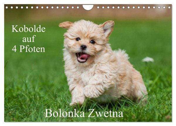Produktbild: Kobolde auf 4 Pfoten - Bolonka Zwetna (Wandkalender 2026 DIN A4 quer), CALVENDO Monatskalender