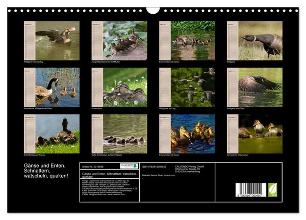 Produktbild: G&auml;nse und Enten. Schnattern, watscheln, quaken! (Wandkalender 2026 DIN A3 quer), CALVENDO Monatskalender