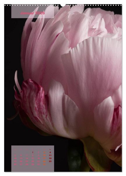 Produktbild: Die K&ouml;nigin der Rosen (Wandkalender 2026 DIN A2 hoch), CALVENDO Monatskalender
