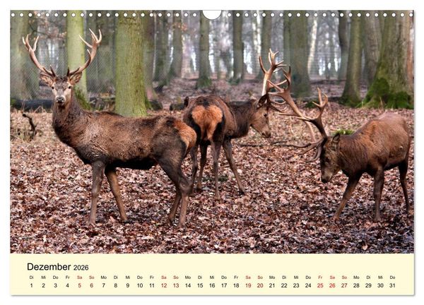 Produktbild: Der Rothirsch - Der K&ouml;nig in unseren W&auml;ldern (Wandkalender 2026 DIN A3 quer), CALVENDO Monatskalender