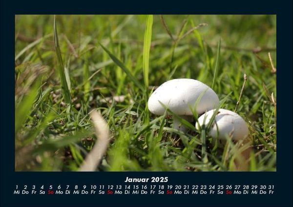 Produktbild: Bilder aus der Natur 2025 Fotokalender DIN A4